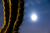 Cactus nocturno